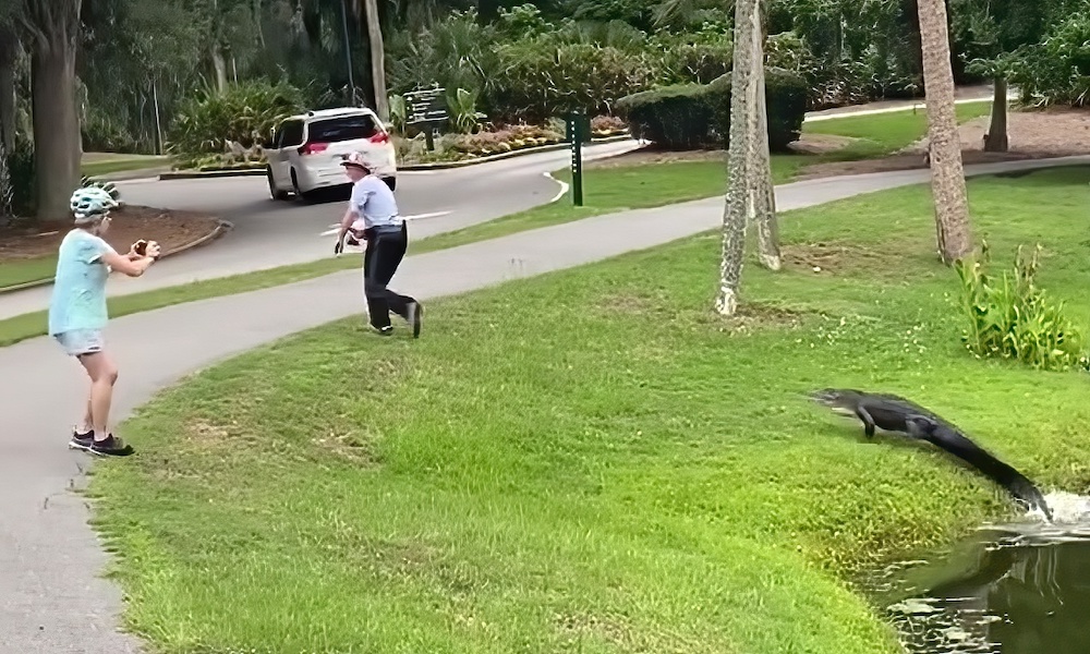 Watch: Frightened angler chased from pond by ‘hungry’ alligator
