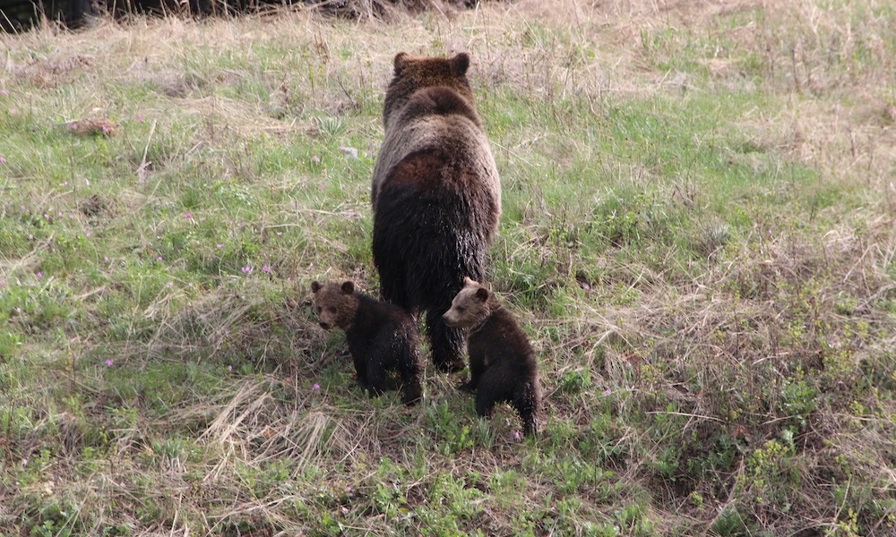 Grizzly cubs definite stars of this Yellowstone ‘bear jam’
