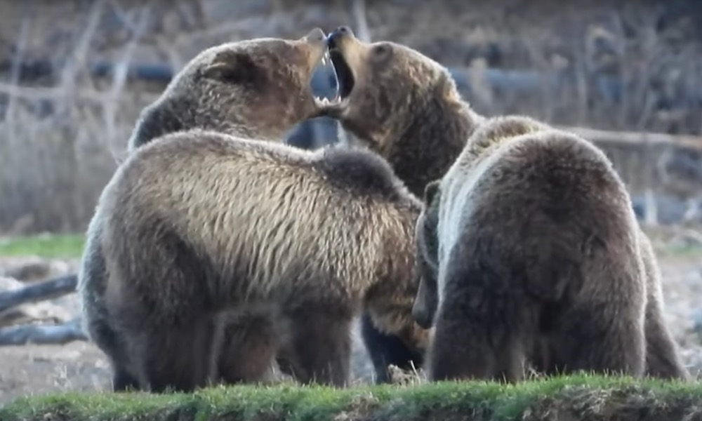 Watch: Meeting between Yellowstone grizzlies has unexpected outcome