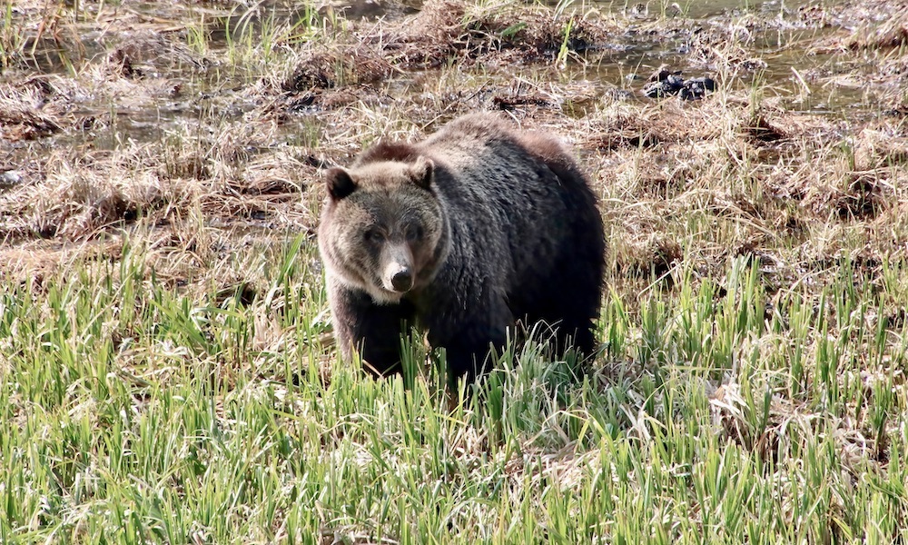 Montana black bear hunter kills charging grizzly with handgun