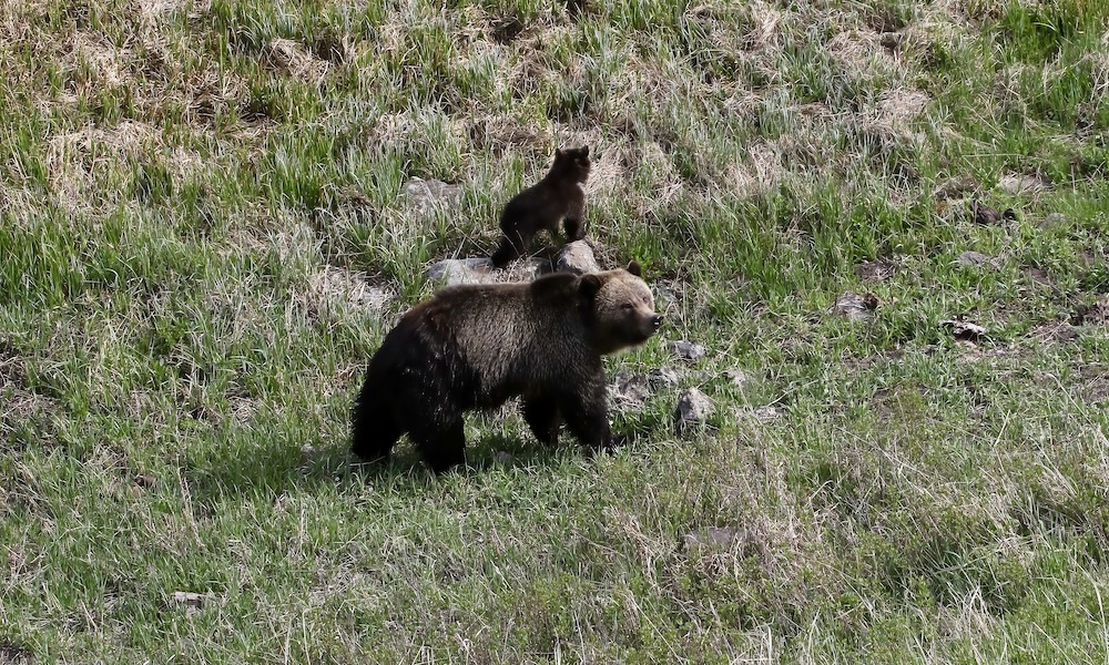 Yellowstone guide saves motorist from momma grizzly bear’s wrath