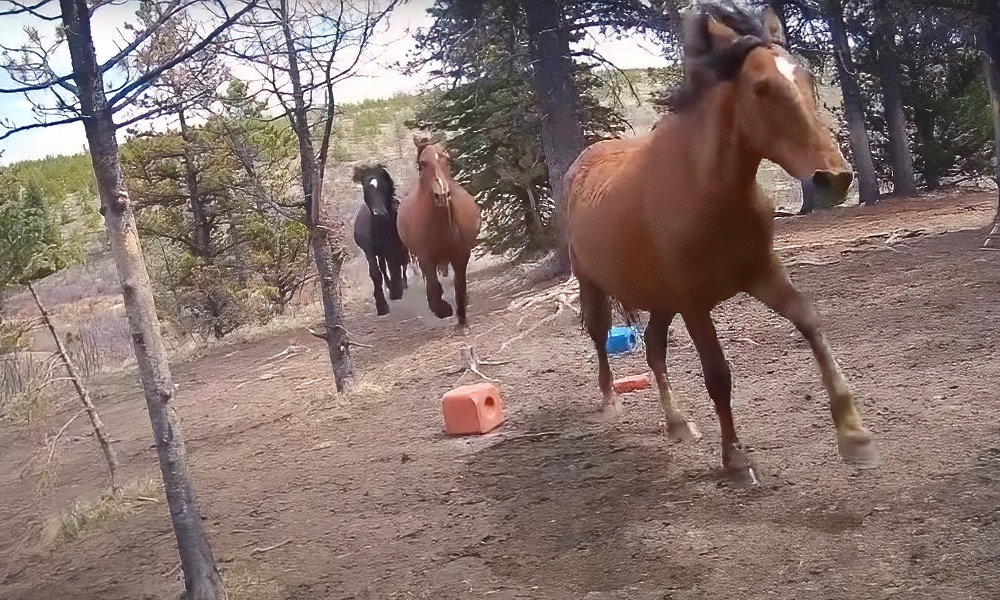 Watch: Wild horses flee with grizzly bear in hot pursuit