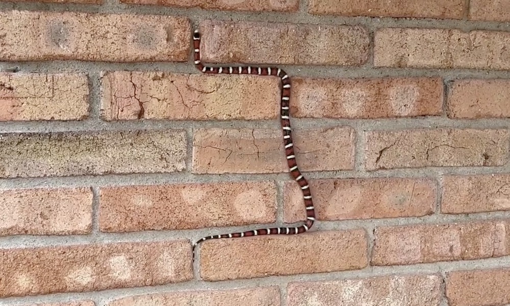 Watch: Agile snake ‘shows off skills’ on national monument wall