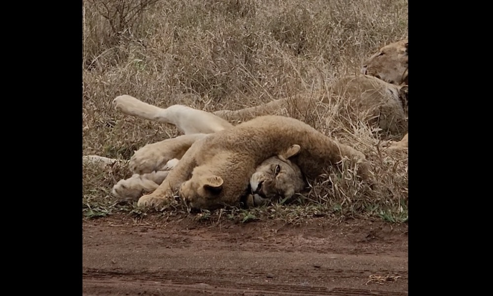 Watch: Momma lion tries to nap but cub is ‘having none of it’