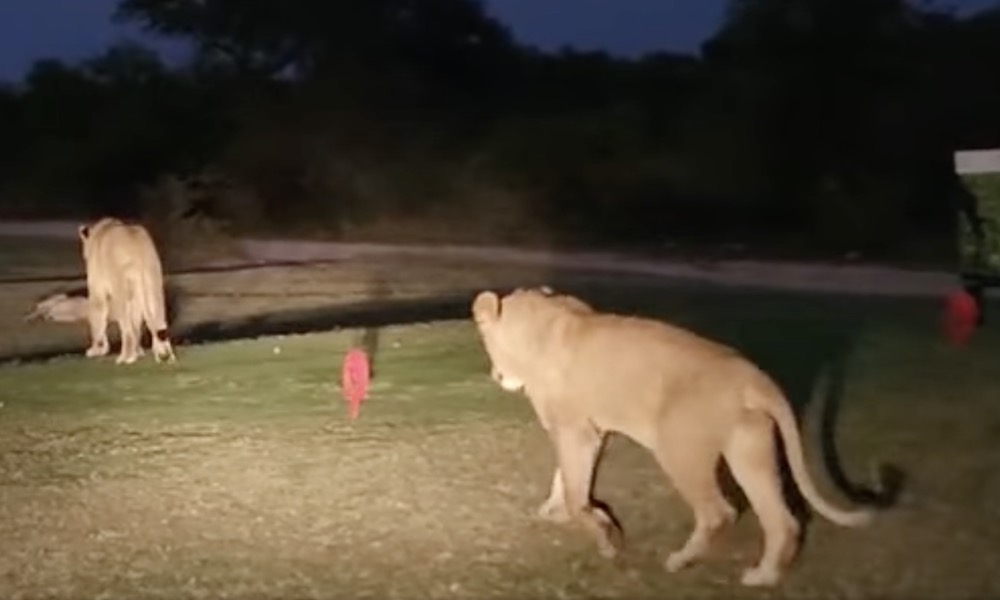 Watch: Lions stake out tee box at ‘wildest golf course in the world’
