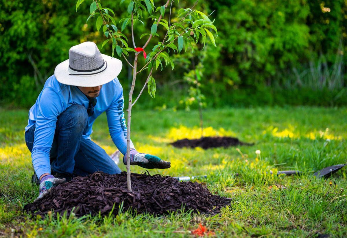 The 5 fastest-growing trees for every region in the United States