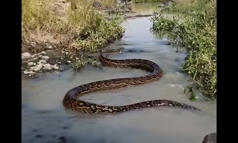 Rare footage shows massive python navigating Kenya stream