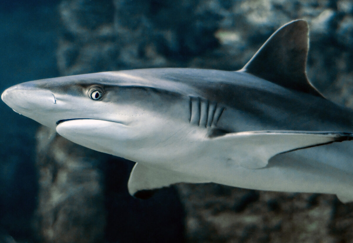 Shark facts that will make you love these misunderstood animals