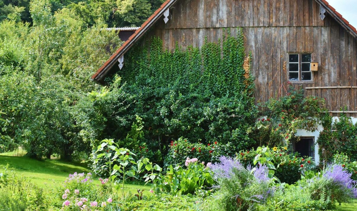 Grow your own tea garden with these 10 plants