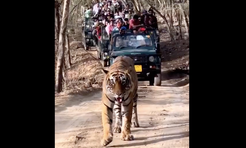 Safari vehicles crowd tiger in ‘unwarranted’ behavior in India