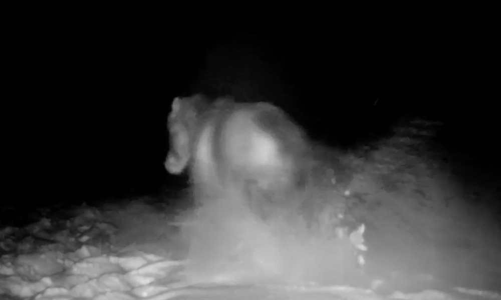 Wild horse definitely feeling its oats in bizarre trail-cam footage