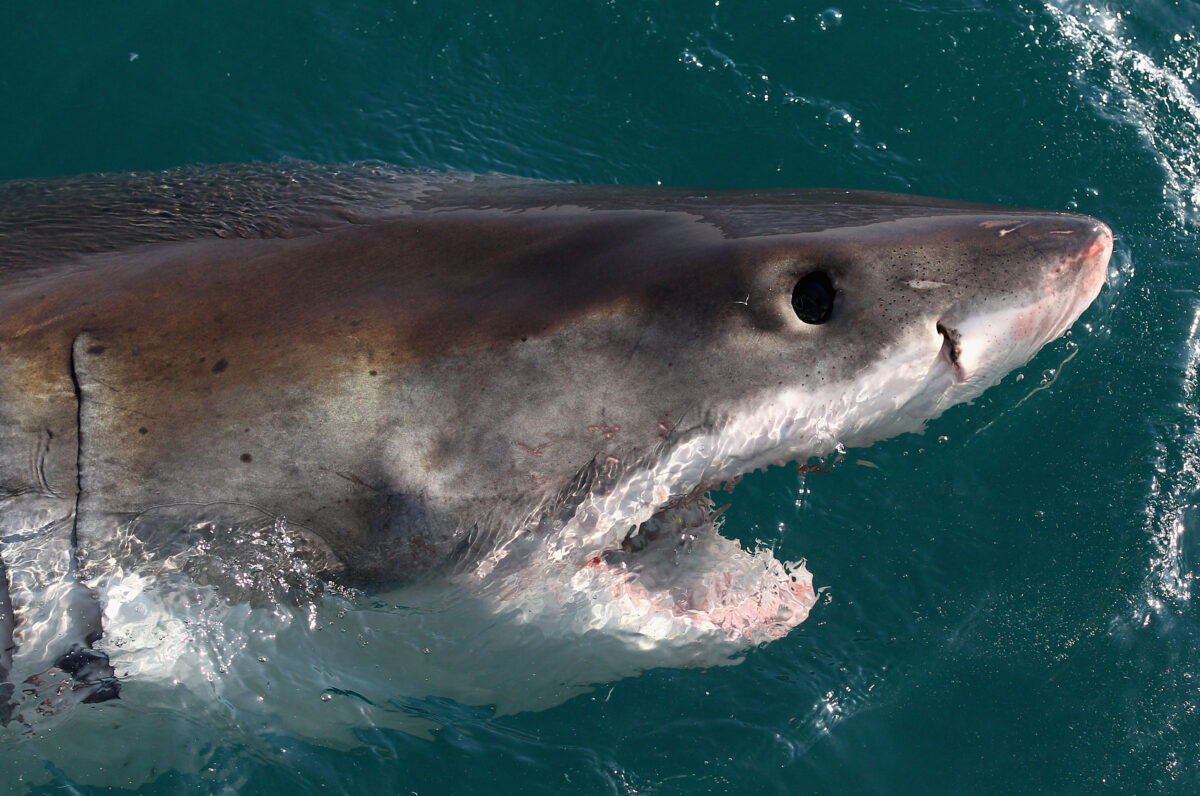 The captivating great white shark in images