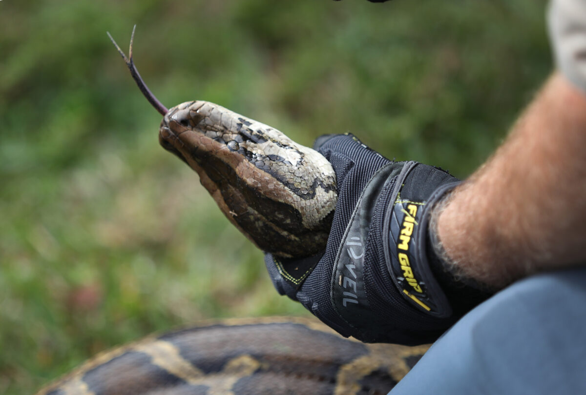 The Burmese python in images