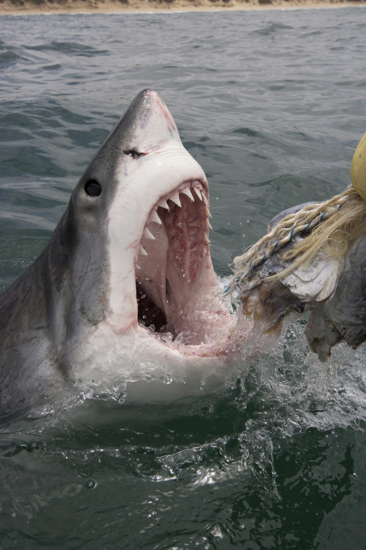 Celebrate Shark Week 2023 with 11 jaw-dropping photos of sharks