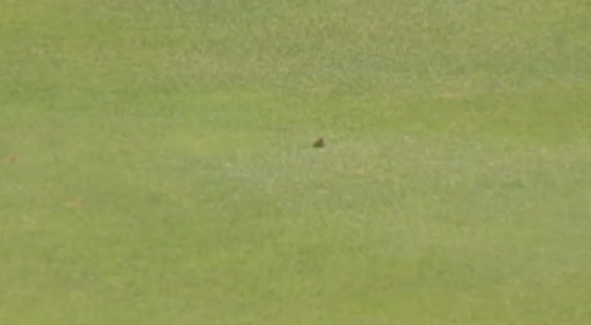 The British Open was completely (and hilariously!) taken over by a Natterjack toad and it was the best