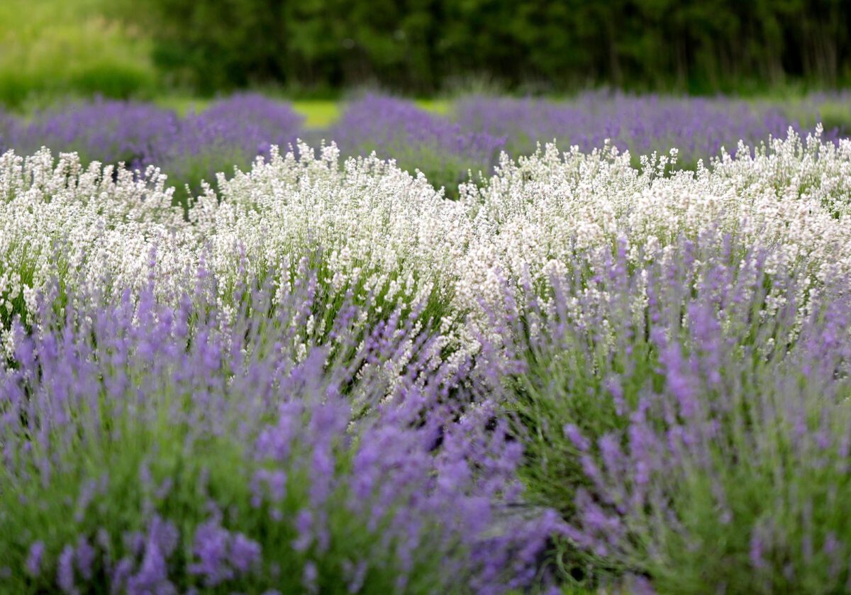 This summer, visit these peaceful and picturesque lavender farms