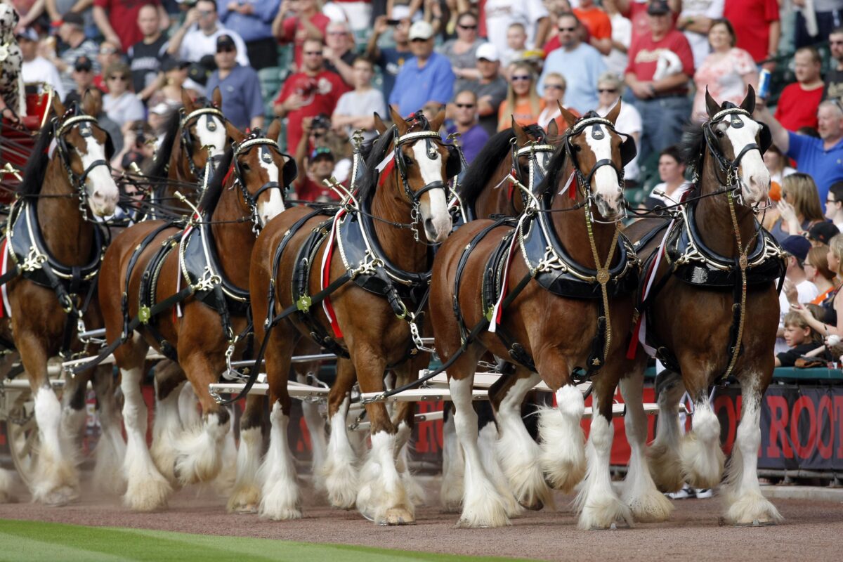 Magnificence of the Clydesdale horse in images