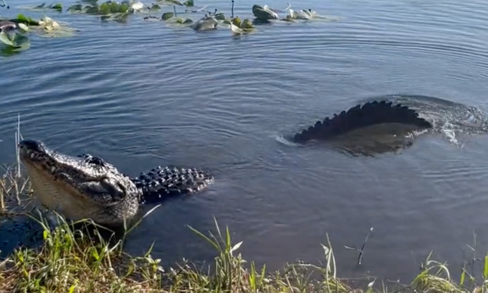 Turn up volume to hear alligator’s deep roar that ‘vibrates water surface’