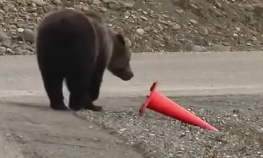 Bear casually walks up to a fallen traffic cone and puts it upright