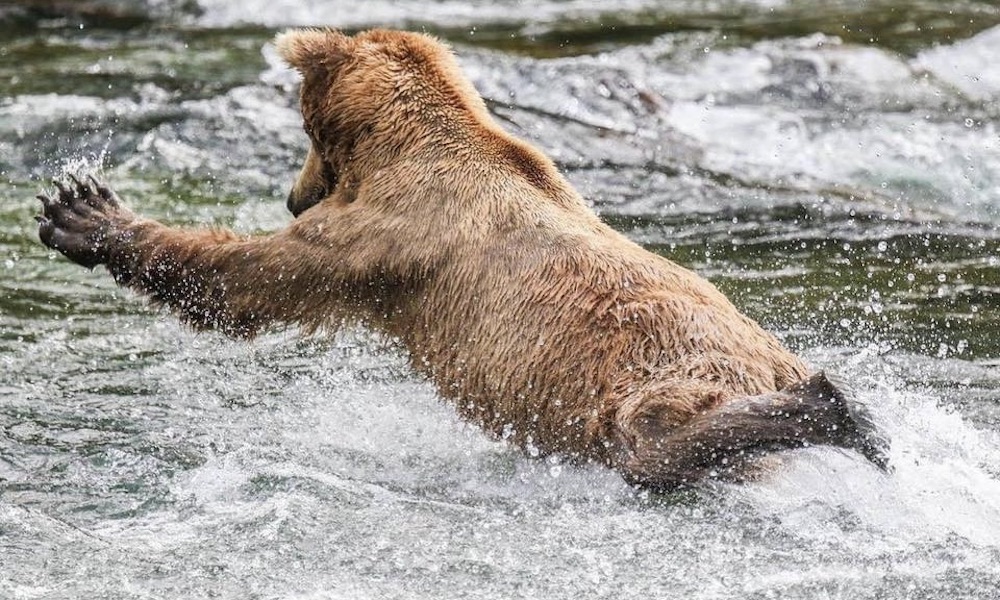 Brooks River brown bears break out all the moves to catch salmon
