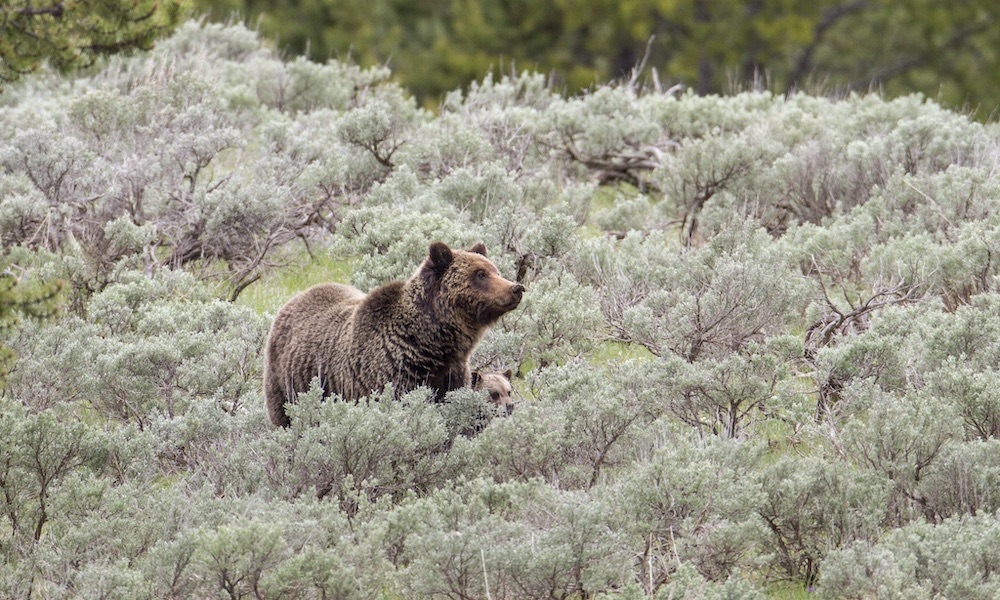Could fatal grizzly bear attack near Yellowstone have been avoided?