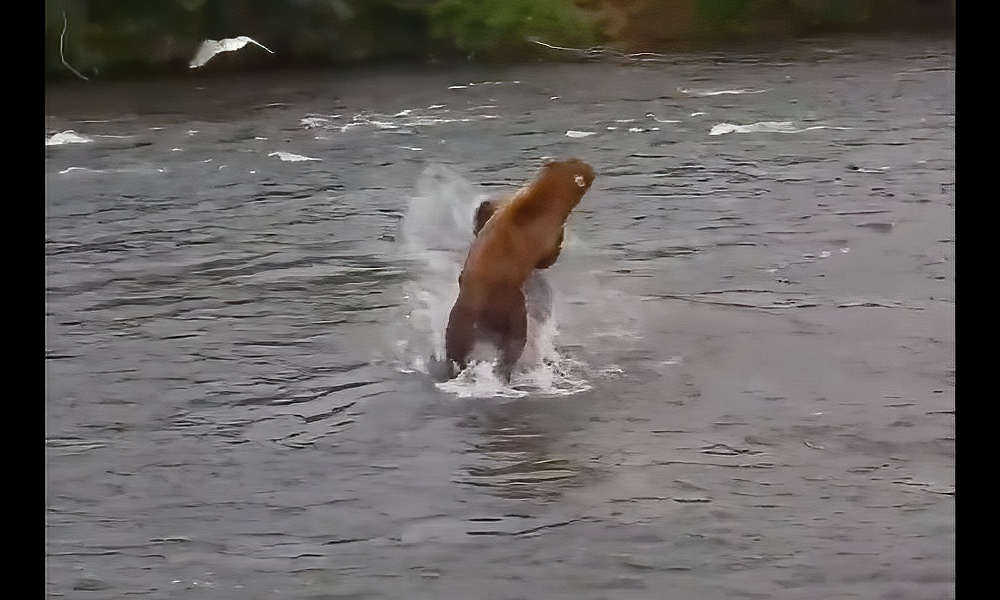 ‘Dominant’ brown bears brawl over fishing rights at Brooks Falls