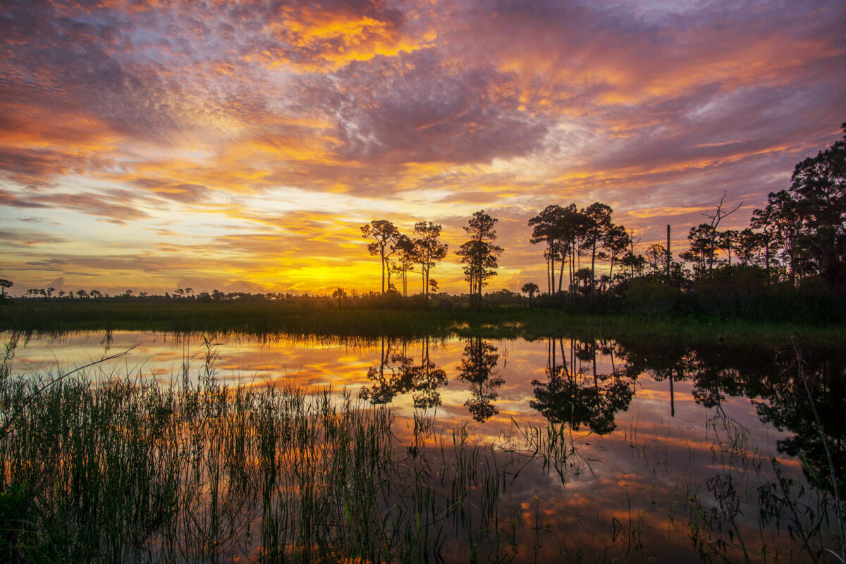 Find rare animals and strange scenery at Big Cypress National Preserve