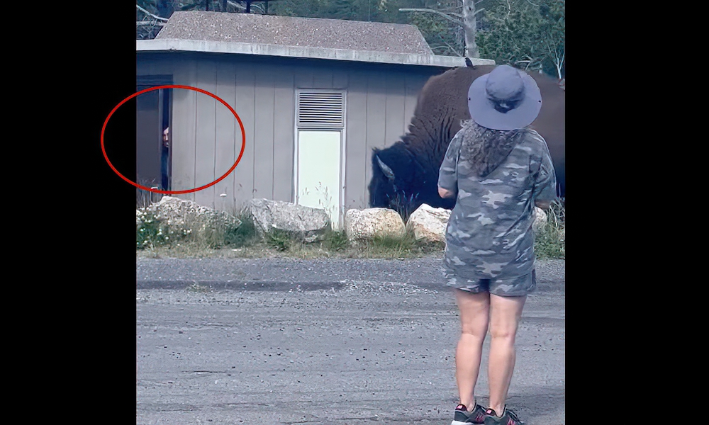Watch: Yellowstone tourist trapped in restroom by huge bison