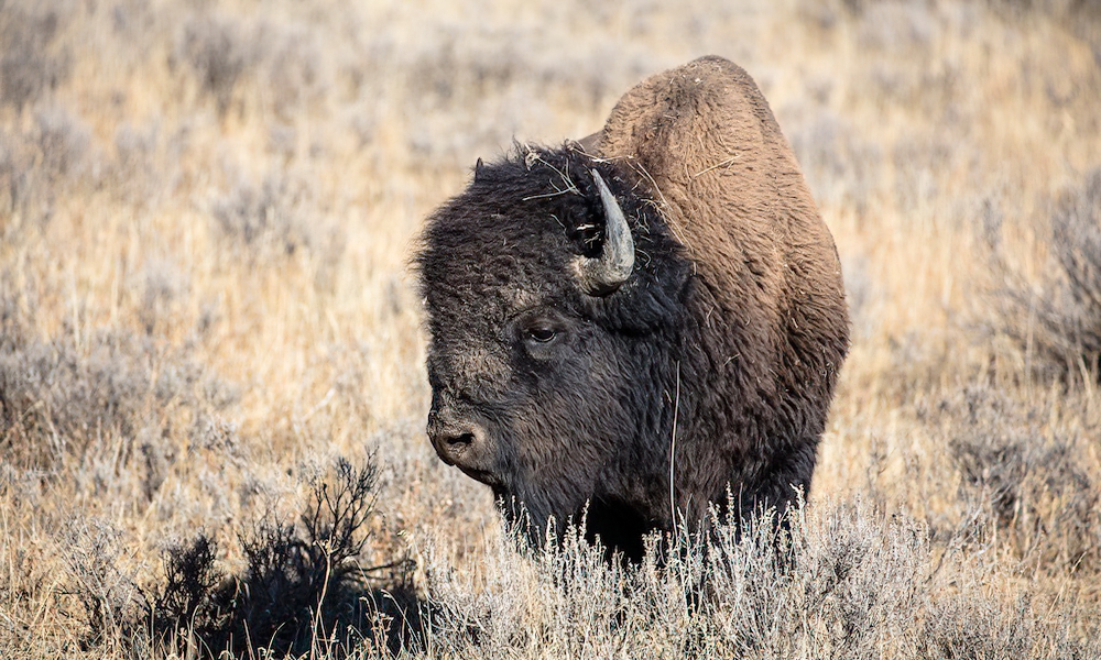 Yellowstone tourist gored by bison, suffers ‘significant injuries’