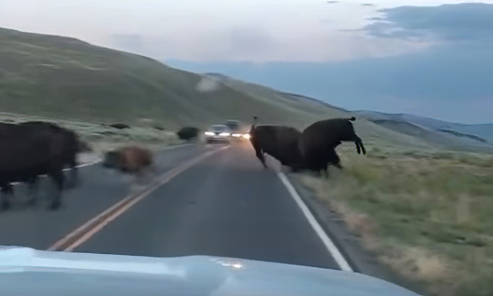 Yellowstone bison fight shows why rut should be taken seriously