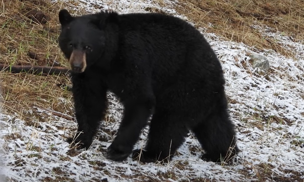 Watch: ‘Ninja Bear’ surprises photographer out of nowhere in Yellowstone