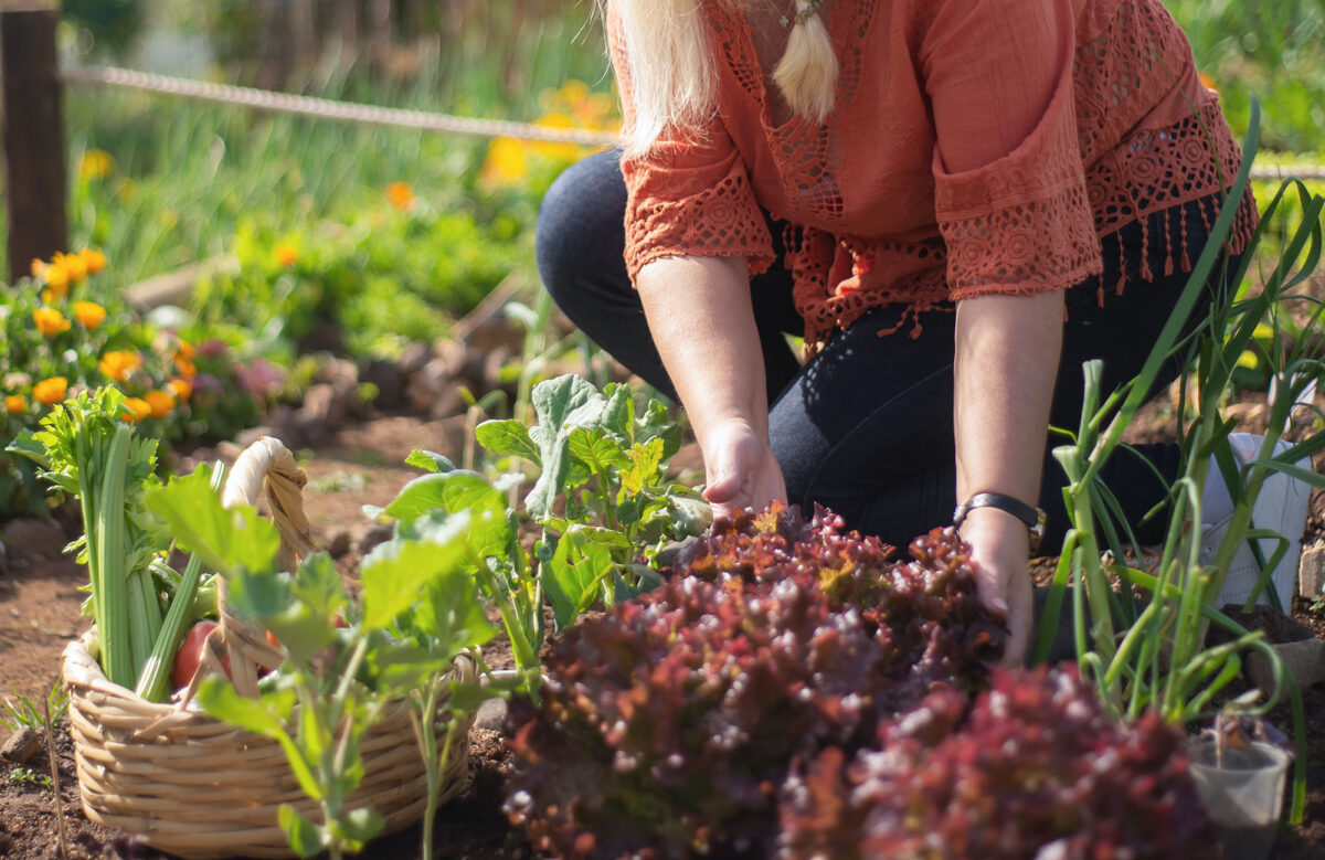 Elevate your vegetable garden with these companion planting options