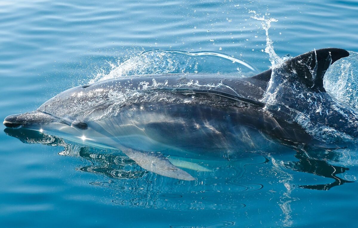 10 weird dolphin facts that you’ve probably never heard about