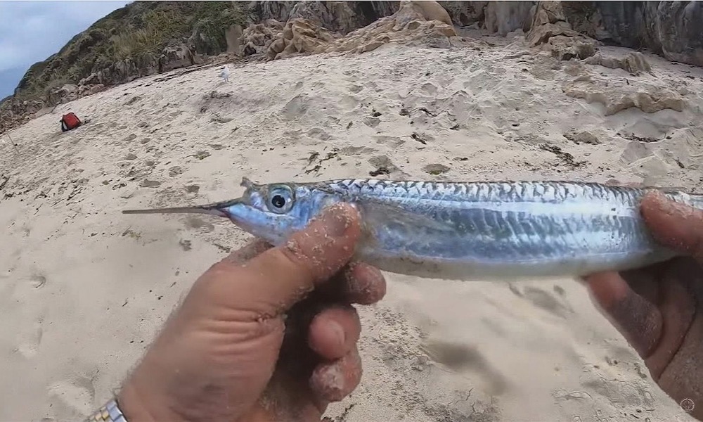 Fish pierces surfer’s nose while he sat on surfboard