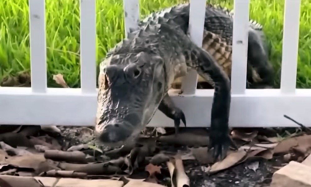 Alligator squeezes through backyard fence in defensive act
