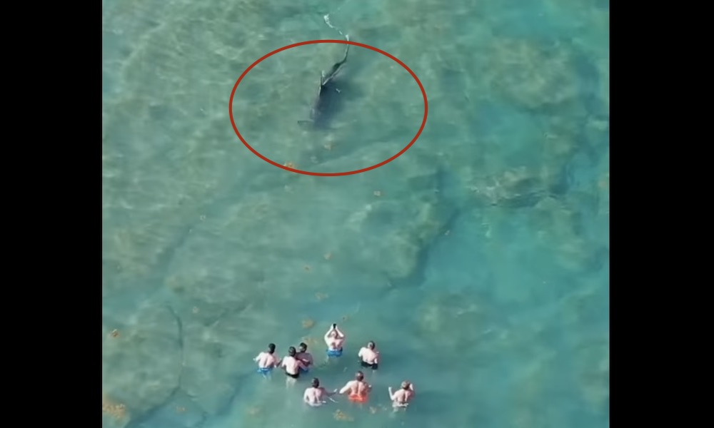 ‘Cool as ice’ swimmers face down 1,000-pound hammerhead shark