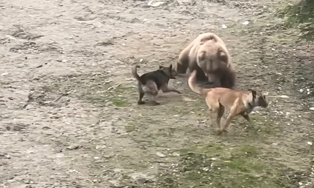 Dogs battle brown bear in ‘intense’ encounter caught on video