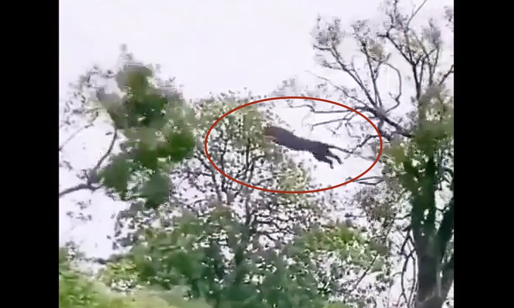 Watch leopard’s incredible leap to catch monkey in opposite tree