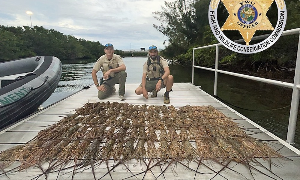 Poachers in Florida nabbed with gross over limits of lobster