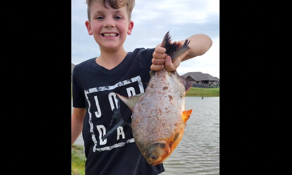 Fishing in pond, boy catches exotic fish that has human teeth