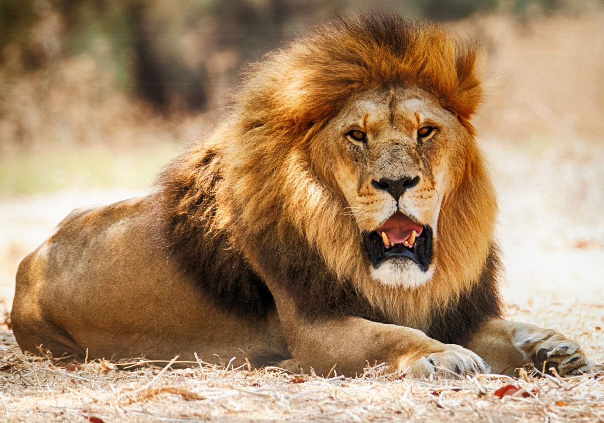 10 cool lion facts that show why they’re kings of the jungle