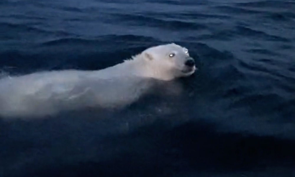 Watch: Swimming polar bear a ‘beautiful sight’ to man passing in boat