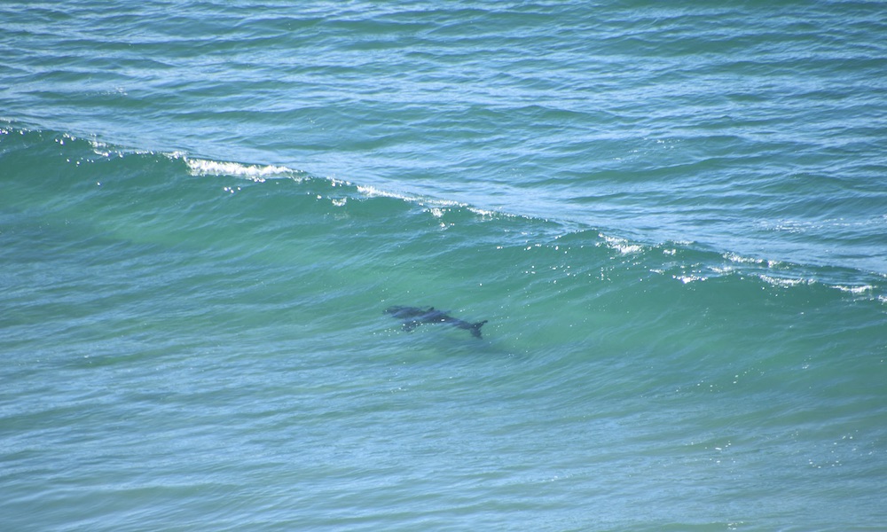 Great white sharks reclaim spotlight at San Diego Beach