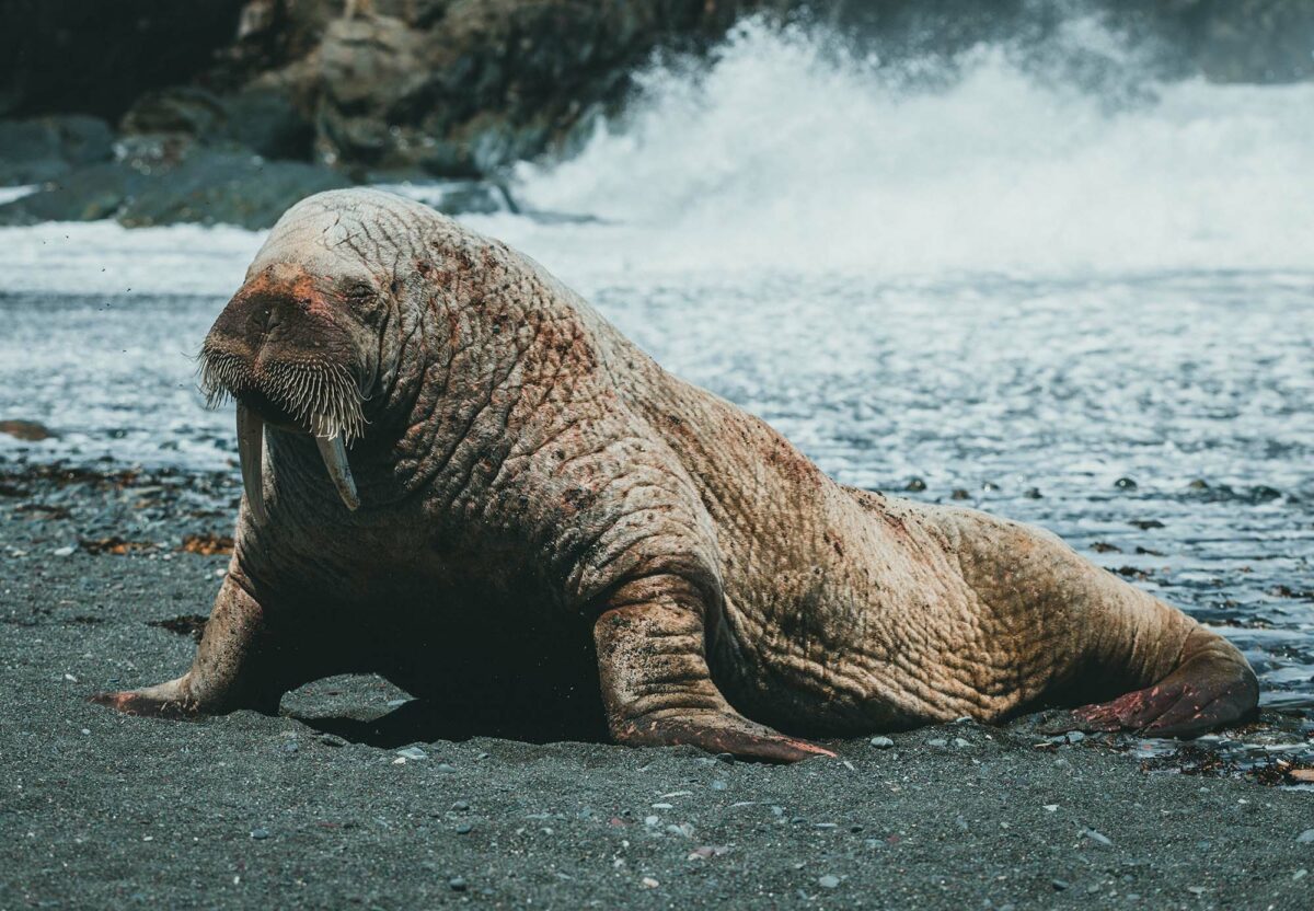7 walrus facts that you probably didn’t know