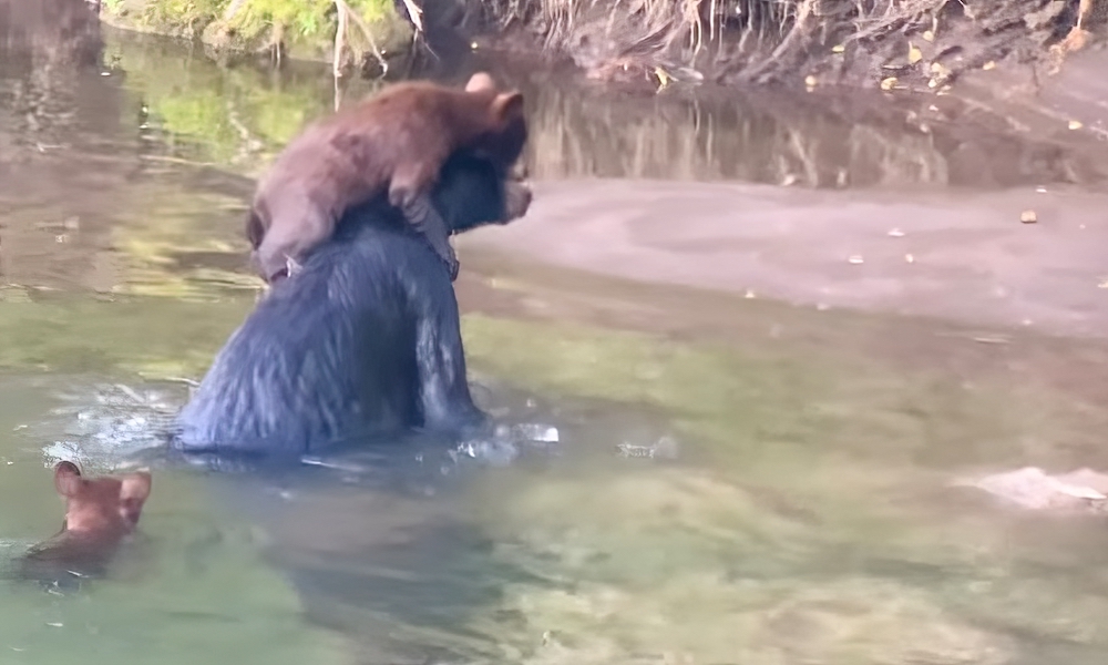 Watch: Yellowstone bear cub crosses river on mom’s back