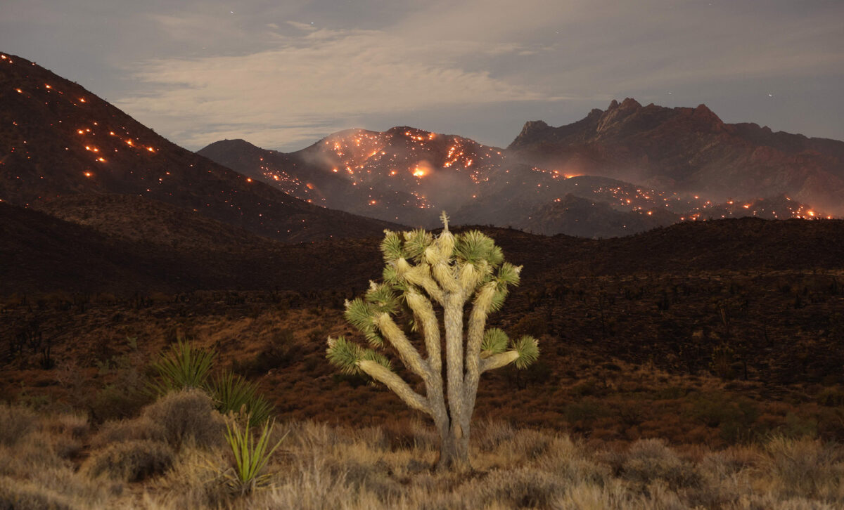York Fire burns Joshua trees, brings ‘fire tornado’ to Mojave National Preserve