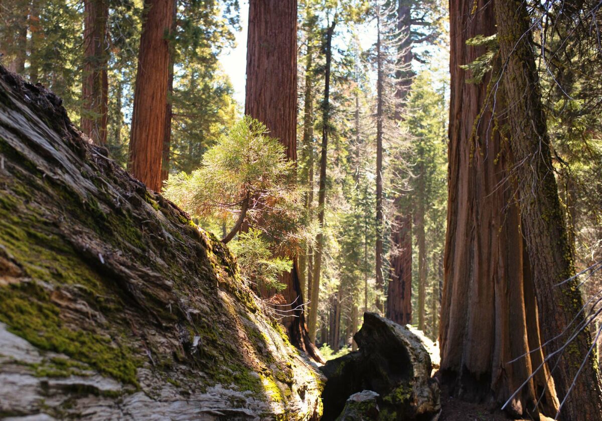 Look for these 7 sequoia trees at Sequoia & Kings Canyon National Parks