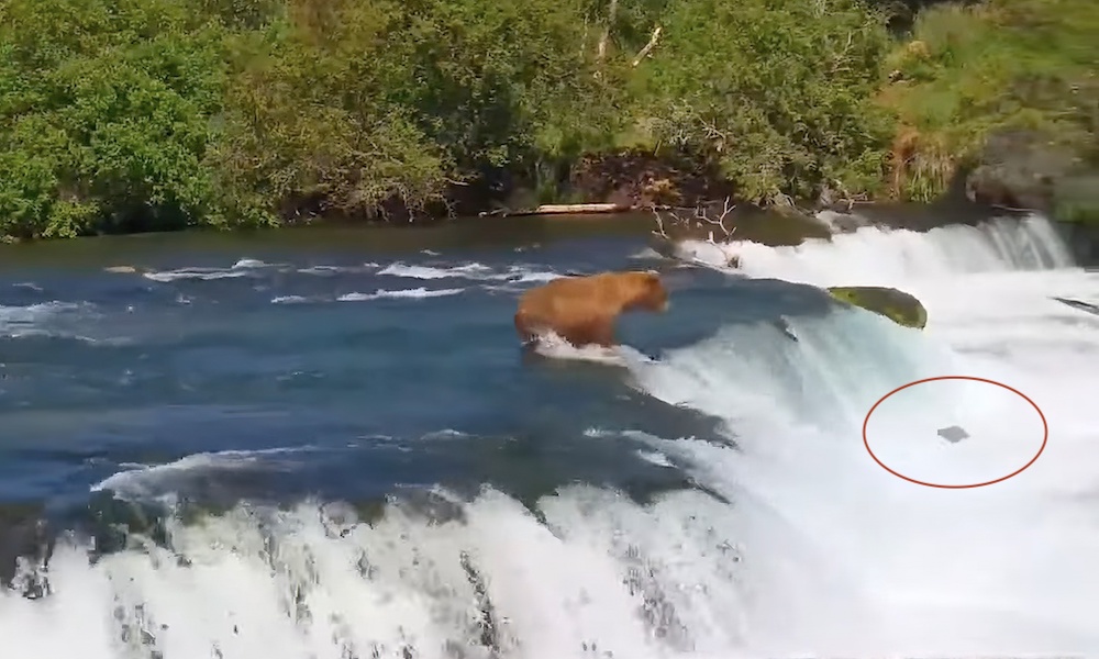 Watch: Momma bear to rescue after cub tumbles down waterfall