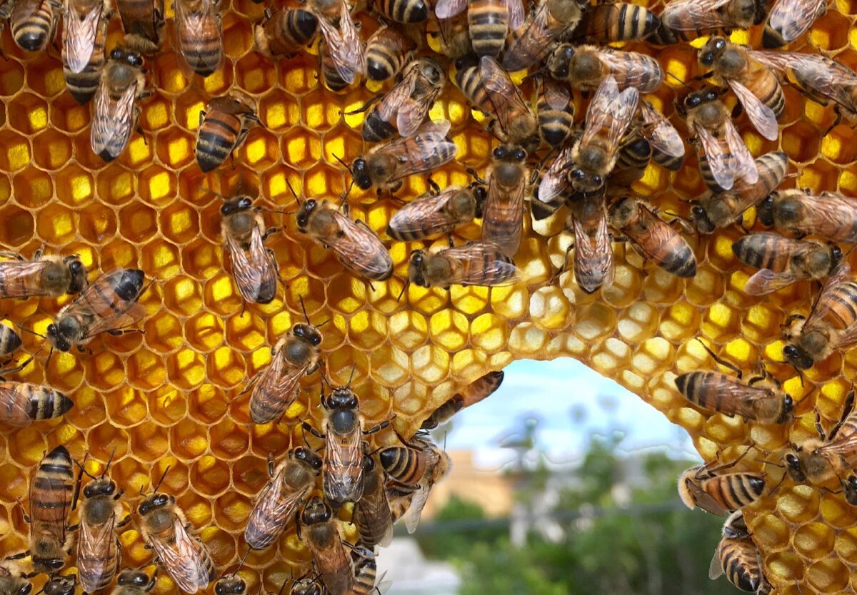 This rooftop garden’s bees make honey for some of LA’s finest desserts