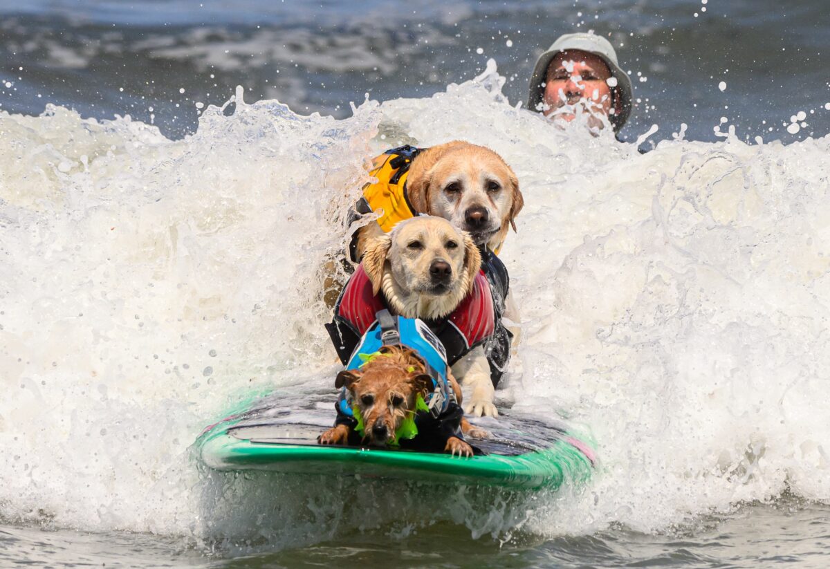10 photos of very good dogs riding waves at the World Dog Surfing Championships 2023